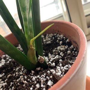 Green Snake Plant in Decorative Pot